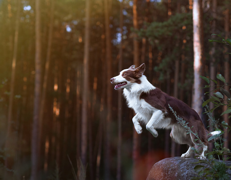 Gorgeous border collie getting ready for a jump from a stone in the sunset