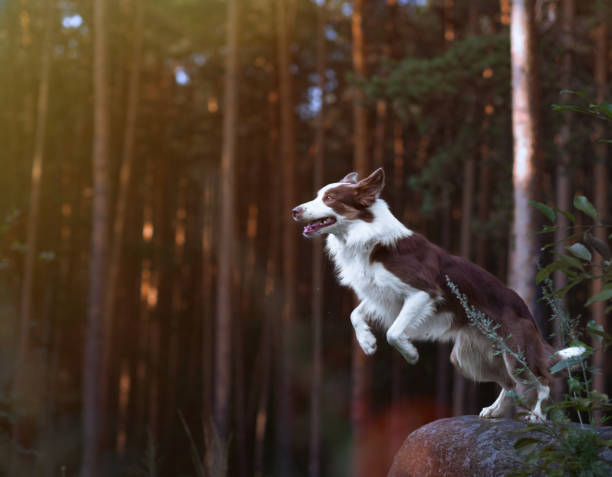 Gorgeous border collie getting ready for a jump from a stone in the sunset stock photo