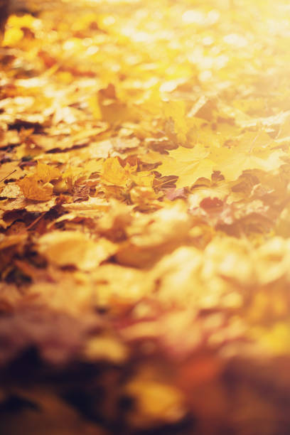 Autumn leaves background. Yellow maple leaf over blurred texture with copy space. Concept of fall season. Golden autumn card.