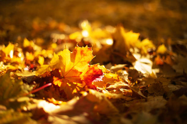 istock Autumn leaves background. Yellow maple leaf over blurred texture with sunlight, sunny bokeh, copy space. Concept of fall season. Golden autumn card 1176610867