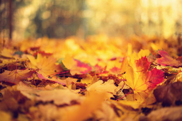 istock Autumn leaves background. Yellow maple leaf over blurred texture with copy space. Concept of fall season. Golden autumn card 1176610876