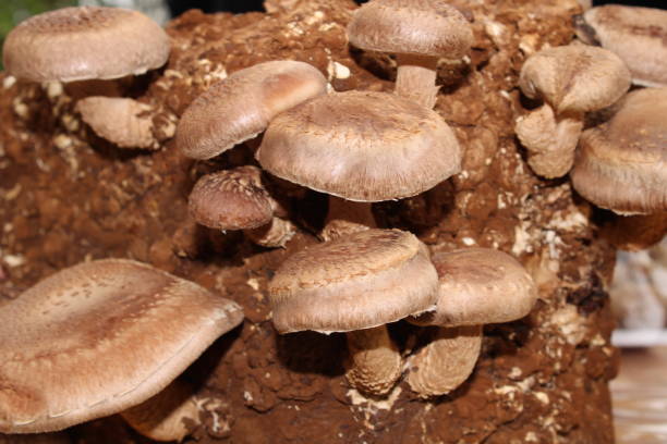 istock shitake mushrooms planted in organic compost 1176611036