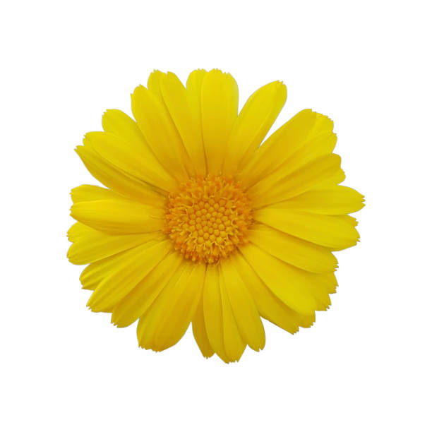 istock beautiful yellow daisy flower isolated on white background 1176611681