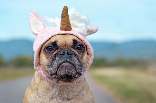 Lindo divertido perro Bulldog francés vestido con traje de Halloween en forma de sombrero de unicornio de punto rosa photo