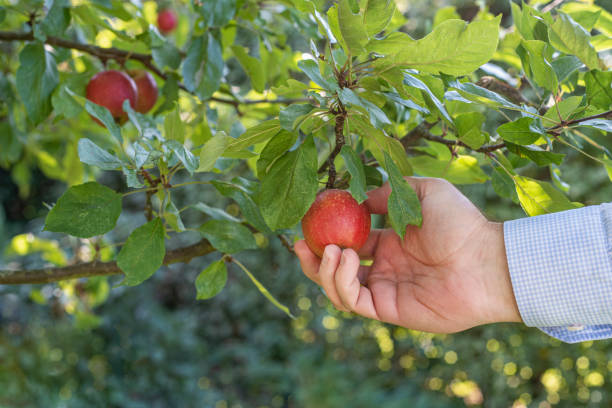 nisko wiszące owoce - plant improvement aspirations growth zdjęcia i obrazy z banku zdjęć