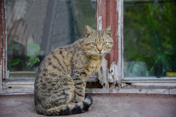 istock Cat sitting on background of the old window 1176612833