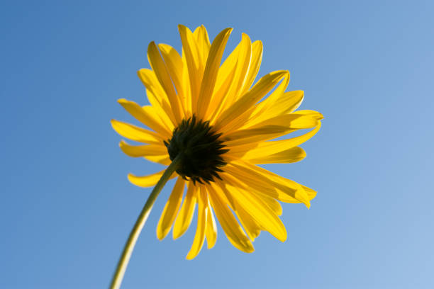 istock Yellow Daisy close-up with petals 1176612946