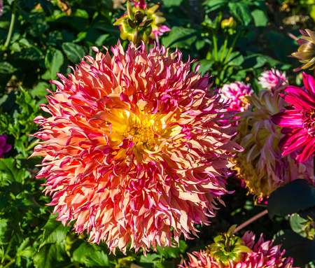 A close-up shot of a flower that has petals that seem like flames.