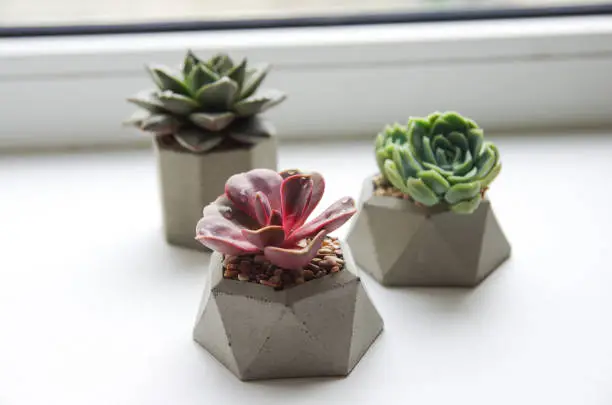 collection of multicolored succulents in concrete pots. Echeveria different flowers/ isolated succulent flower in white background. cement original pot with house plant.