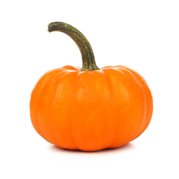 Mini pumpkin with long stem isolated on white Single mini pumpkin with long stem isolated on a white background miniature pumpkin stock pictures, royalty-free photos & images