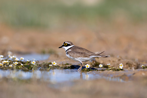 Little Ringed Plover.