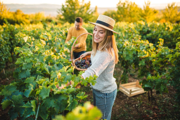 istock Married Couple Picking Ripe Grape in Their Organic Vineyard 1176614843