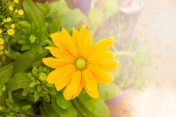 daisy yellow flowers.background image.close-up of the top with illumination from the side. floriculture - retail occupation flash imagens e fotografias de stock