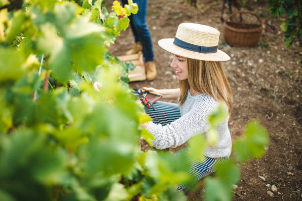 istock Young Woman with hat cutting red grape vine 1176615739