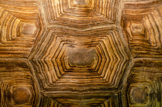 istock African spurred tortoise shell texture detail. 1176615789