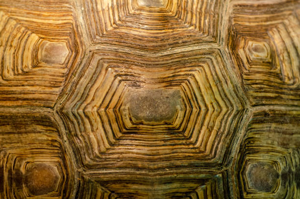 istock African spurred tortoise shell texture detail. 1176615826