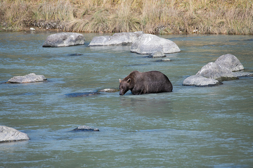 Alaskan coastal Brown bear fishing near Haines