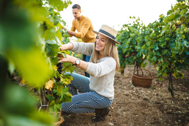 istock Out here picking some of our best crops 1176616067