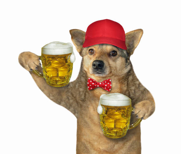 istock Dog in red cap holds two beer 1176616111