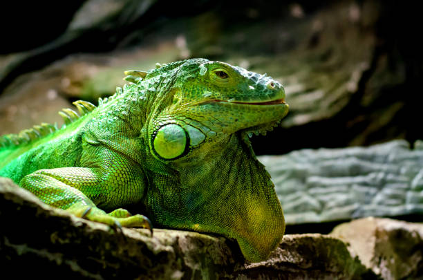 istock The green iguana (Iguana iguana), also known as the American iguana. 1176616197