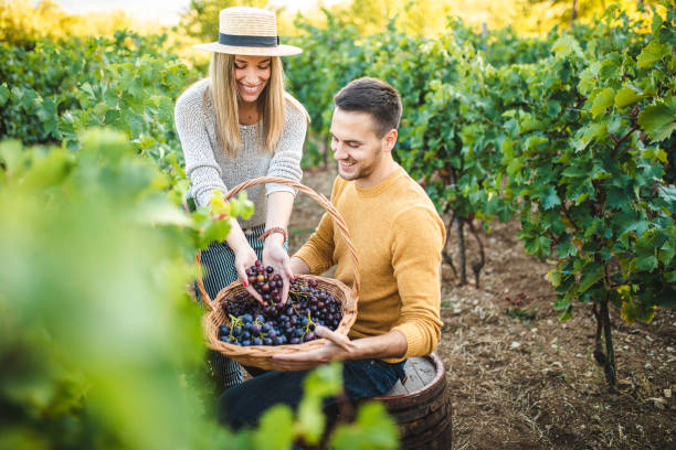istock Smiling young couple checking grapes in their vineyard 1176616233