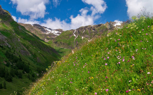 istock Flowering alpine meadow against mountains with snow patches 1176616287