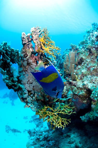 サンゴ礁の三日月エンジェルフィッシュの背景 - beauty in nature coral angelfish fish ストックフォトと画像