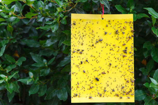 istock Yellow sticky insect trap hanging on the tree. 1176616393