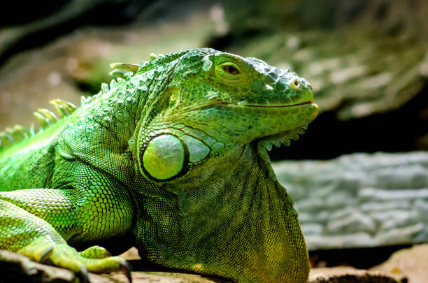 istock The green iguana (Iguana iguana), also known as the American iguana. 1176616414