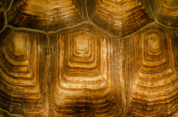 istock African spurred tortoise shell texture detail. 1176617062