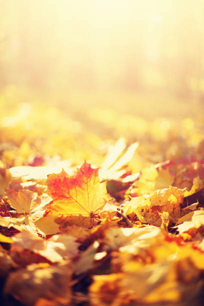 istock Autumn leaves background. Yellow maple leaf over blurred texture with copy space. Concept of fall season. Golden autumn card 1176617177