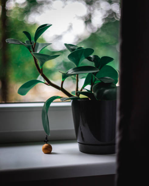 istock Green plant in flowerpot 1176617409