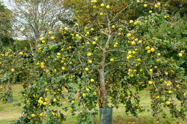 istock English Orchard with a Tree Full of Apples 1176617767