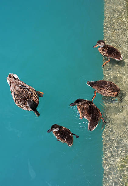 momma duck  duck family stock pictures, royalty-free photos & images