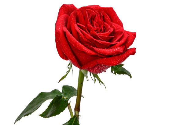 czerwony kwiat róży z kroplami porannej rosy, zbliżenie odizolowane na białym tle z kopią przestrzeni. - rose anniversary flower nobody zdjęcia i obrazy z banku zdjęć