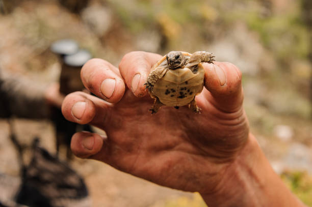 istock Man holding at the hand little brown turtle 1176618345