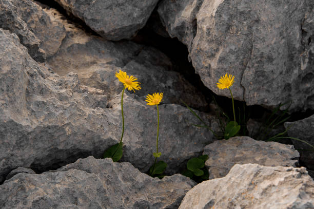 Three yellow flowers growing inside the grey rock textured background in the nature in Turkey