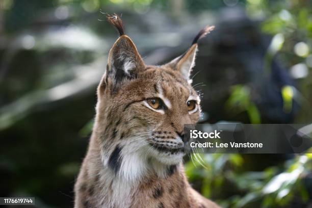 Eurasian Lynx Stock Photo - Download Image Now - Bobcat, Wildcat - Animal,  UK - iStock