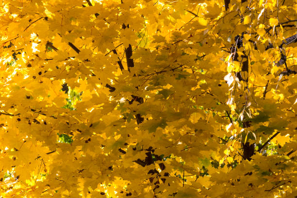 istock Yellow maple leaves close-up, autumn day 1176619746
