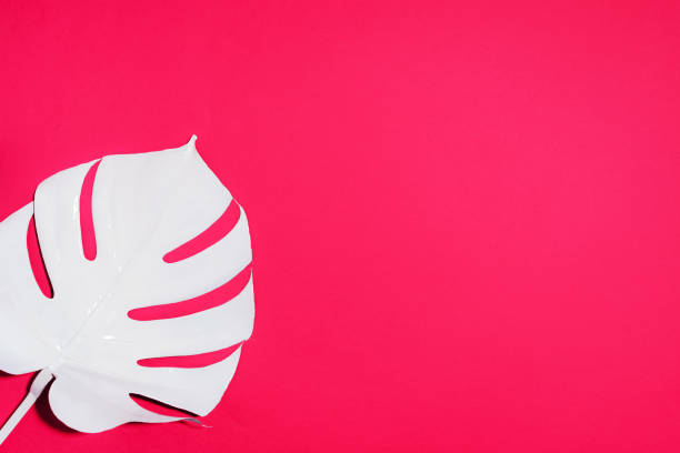 istock Summer composition. White tropical palm leaves on pink background. Summer concept. Flat lay, top view, copy space 1176619951