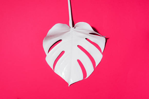 istock Summer composition. White tropical palm leaves on pink background. Summer concept. Flat lay, top view, copy space 1176620776