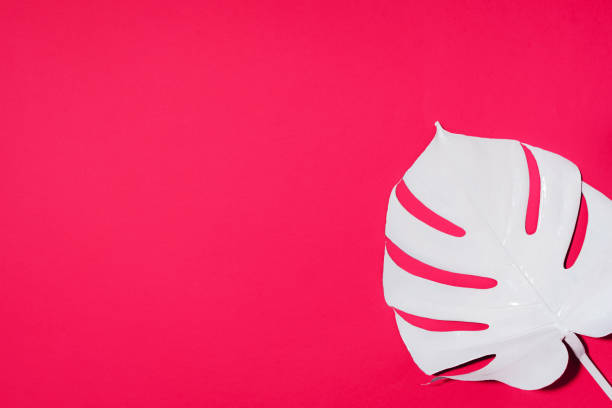 istock White painted monstera tropical leaf on pink background. Summer minimal concept. 1176620787