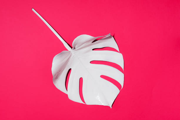 istock White painted monstera tropical leaf on pink background. Summer minimal concept. 1176620791