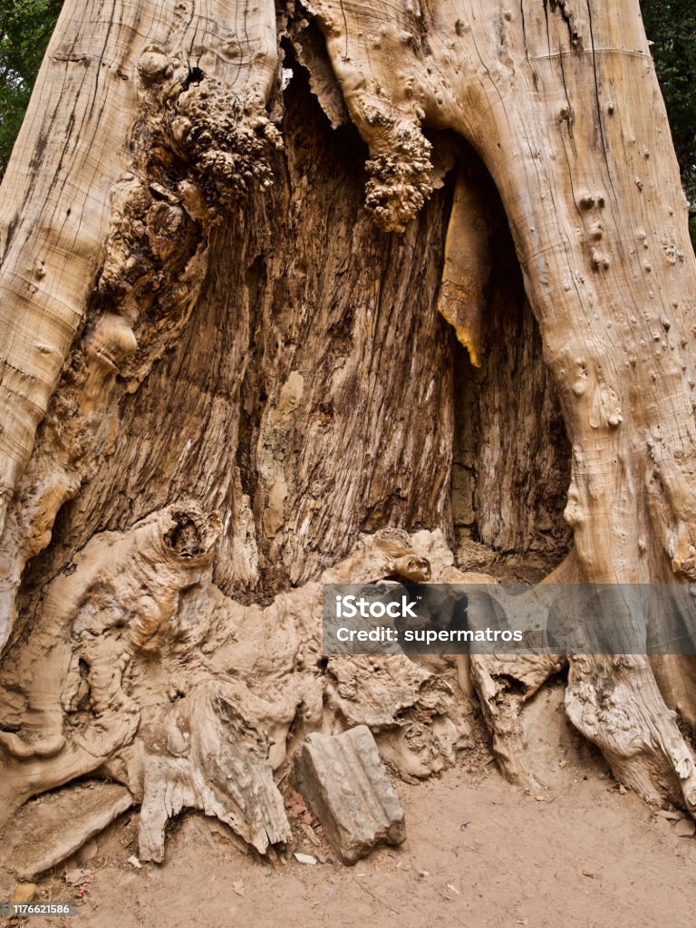 Huge Trees With A Powerful Root System Stock Photo - Download Image Now ...