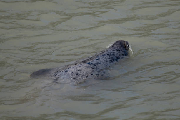 Alaskan seal fishing near Haines