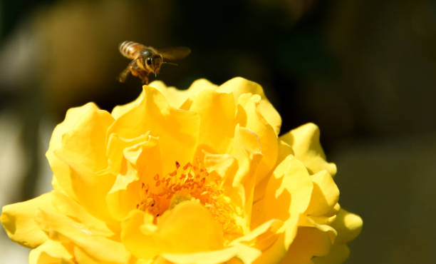 istock Rose and the Flying Bee 1176623017