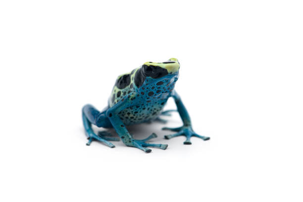 istock The blue poison dart frog isolated on white background 1176624239