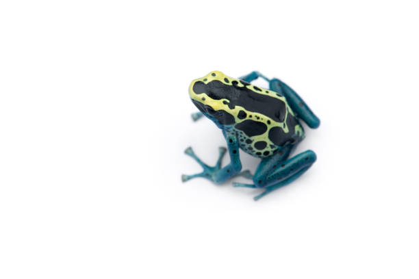 istock The blue poison dart frog isolated on white background 1176625340
