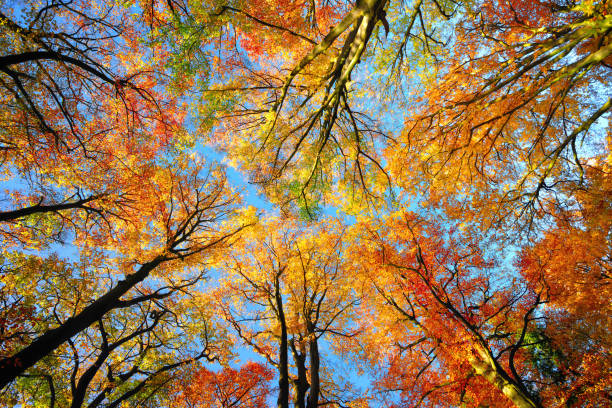 dossel colorido da árvore e céu azul no outono - treetop sky tree tree canopy - fotografias e filmes do acervo