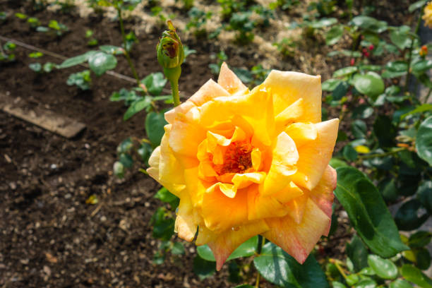 yellow rose on the bush